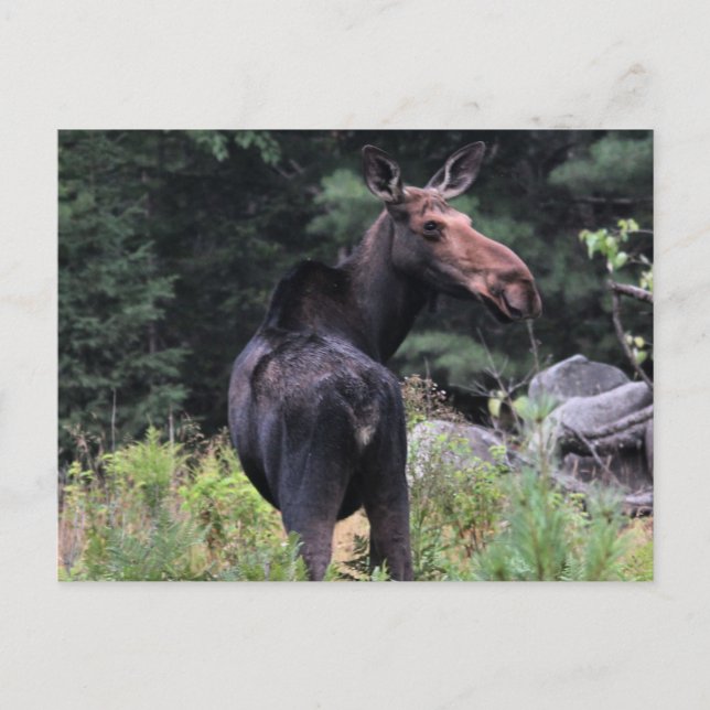 Cow Moose Postcard (Front)