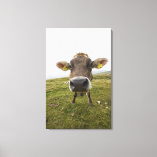 Cow near Tre Cime Di Lavaredo in Misurina, Canvas Print