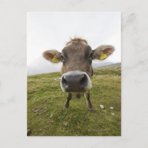 Cow near Tre Cime Di Lavaredo in Misurina, Postcard