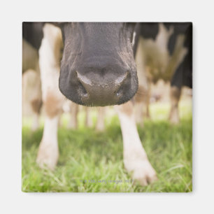 Cow nose magnet