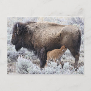Cow Nursing Bison Calf, Yellowstone Postcard