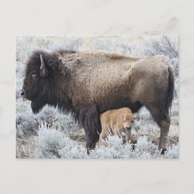 Cow Nursing Bison Calf, Yellowstone Postcard (Front)