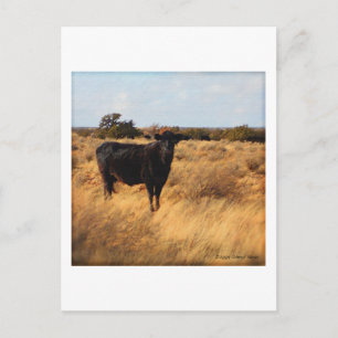Cow on the Range Postcard