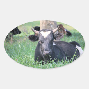 Cow Oval Sticker