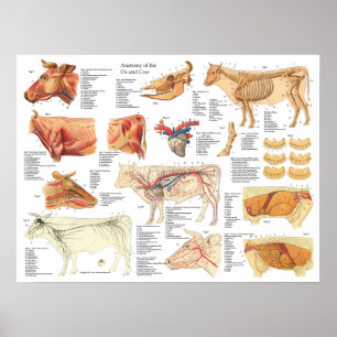 Cow Ox Bovine Anatomy Chart 18" X 24"