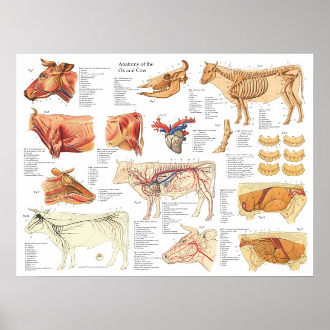 Cow Ox Bovine Anatomy Chart 18" X 24" (Front)