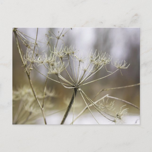 Cow parsley postcard (Front)