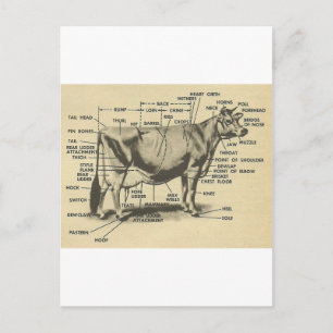 cow parts postcard