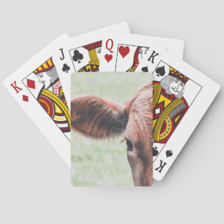 Cow playing Cards