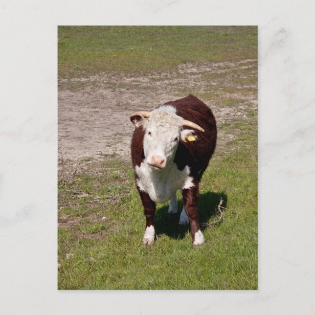 Cow postcard (Front)