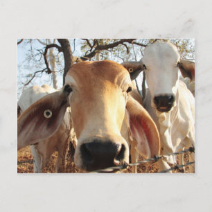 Cow Postcard