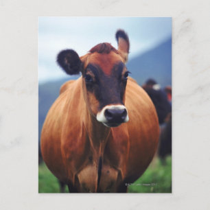 cow postcard