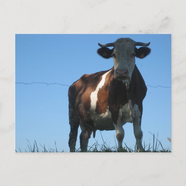Cow Postcard (Front)