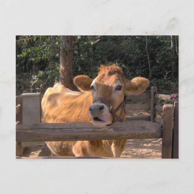 Cow Postcard (Front)