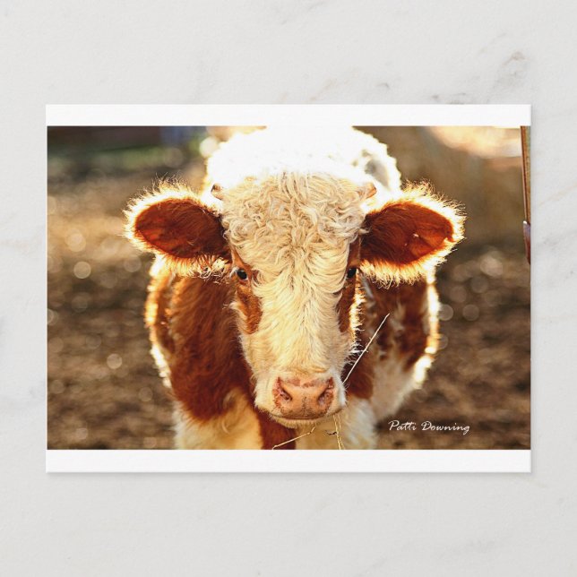 Cow Postcard (Front)
