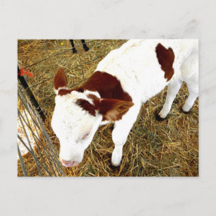 Cow Postcard