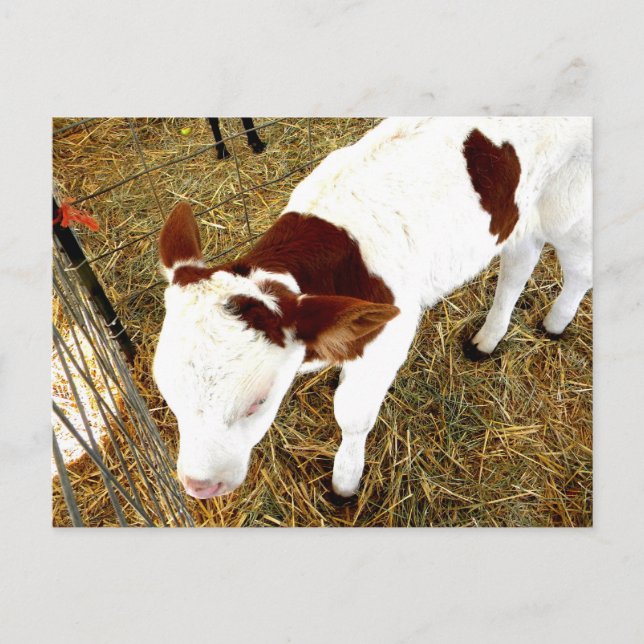 Cow Postcard (Front)