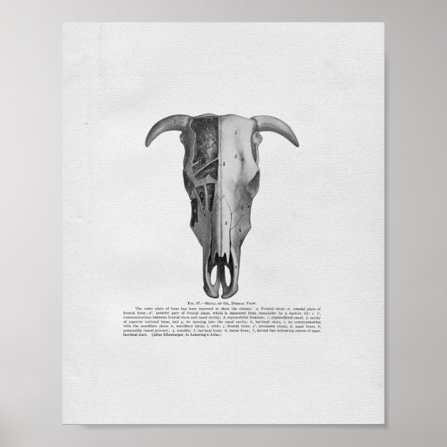 Cow Skull Anatomy Vintage Print (Front)