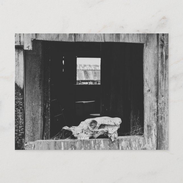 Cow Skull Postcard (Front)