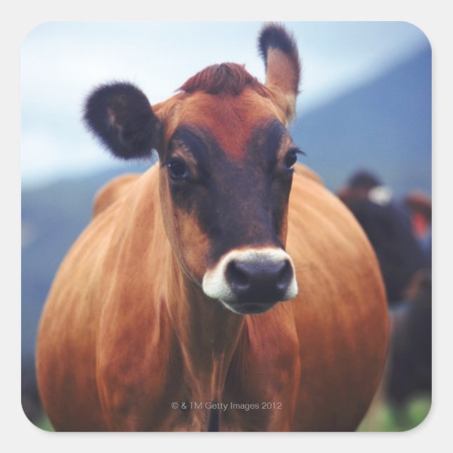 cow square sticker (Front)