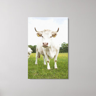 Cow standing in grassy field canvas print