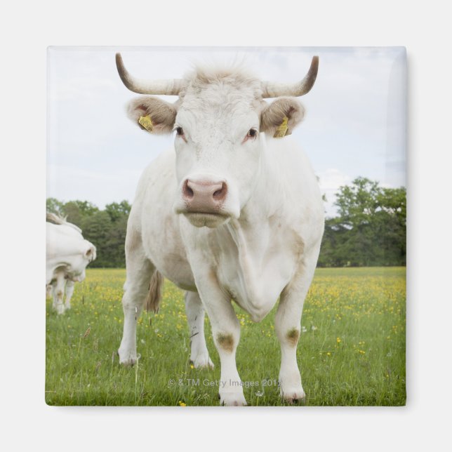 Cow standing in grassy field magnet (Front)