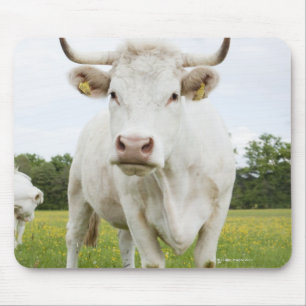 Cow standing in grassy field mouse pad