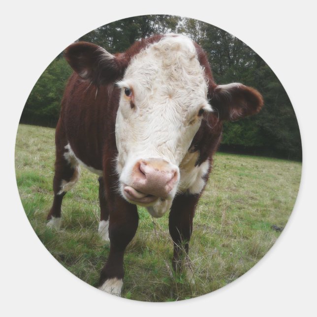 Cow Sticking Out Tongue Classic Round Sticker (Front)