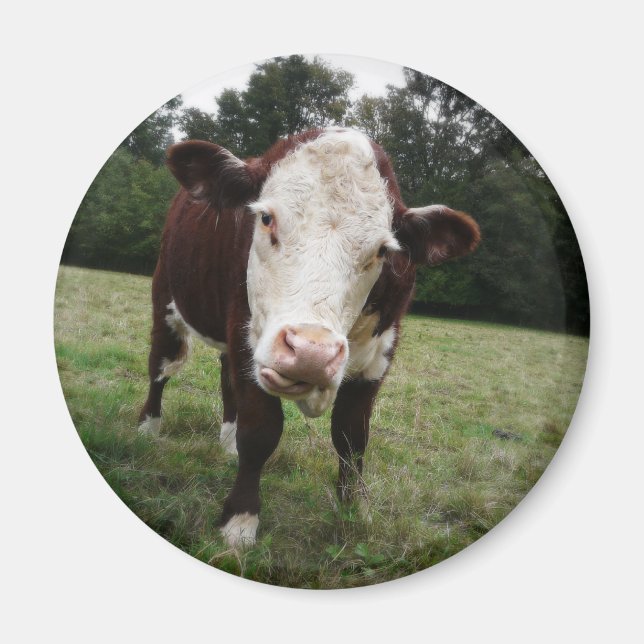 Cow Sticking Out Tongue Magnet (Front)