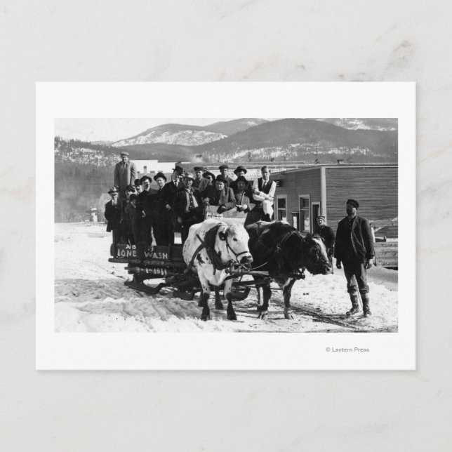 Cow Team Pulling Men in a Wagon Postcard (Front)