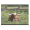 Cow Texas Longhorn Photo
