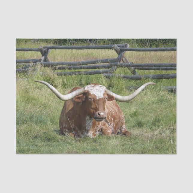Cow Texas Longhorn Photo Tissue Paper (Front)