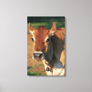 Cow Wearing a Cowbell Canvas Print