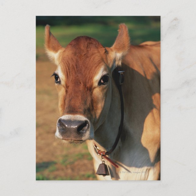 Cow Wearing a Cowbell Postcard (Front)