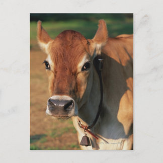 Cow Wearing a Cowbell Postcard