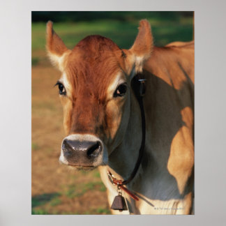 Cow Wearing a Cowbell Poster