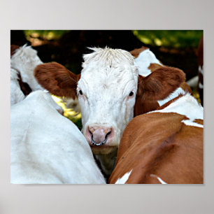 Cow with a ring in the nostrils postcard classic r poster