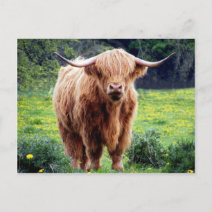 Cow with big horns beautiful nature scenery postcard