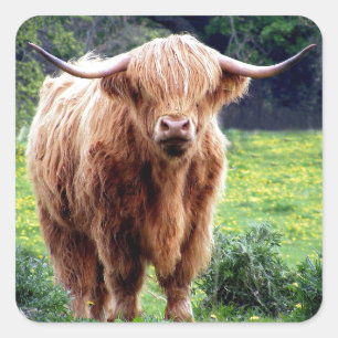 Cow with big horns beautiful nature scenery square sticker