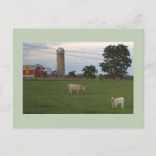 Cow with Calf Farm Postcard