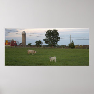 Cow with Calf Farm Poster