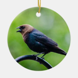 Cowbird Calling Ceramic Tree Decoration