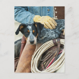 Cowboy and dog on horse postcard