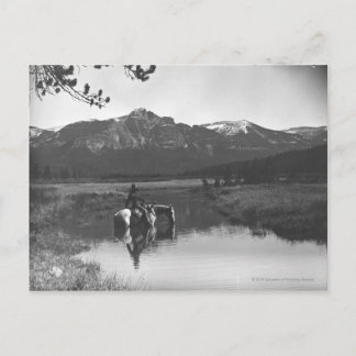 Cowboy and horse in a pond postcard
