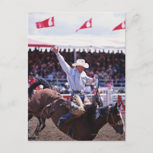 Cowboy at a Rodeo Postcard (Front)