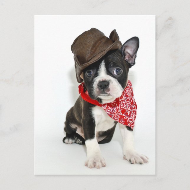Cowboy Boston Postcard (Front)