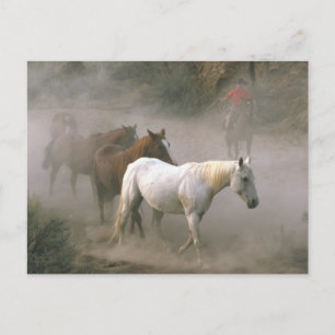 Cowboy Herding Postcard