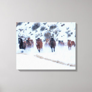 Cowboy Horse Drive   Hideout Ranch Shell, Wyoming Canvas Print
