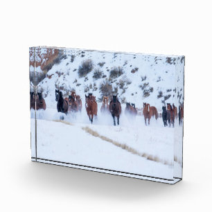 Cowboy Horse Drive   Hideout Ranch Shell, Wyoming Photo Block