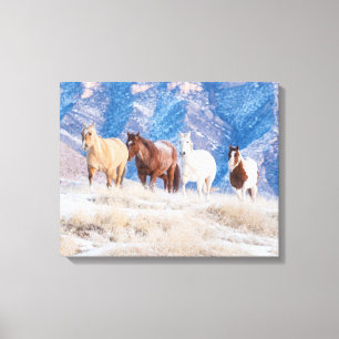Cowboy Horse Drive on Hideout Ranch Canvas Print